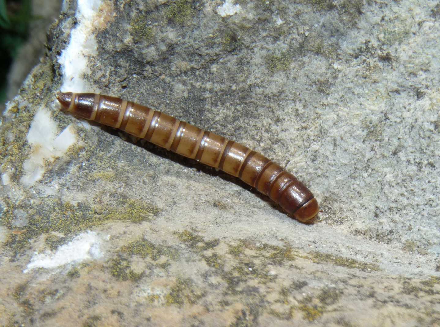 Larva di Tenebrionidae